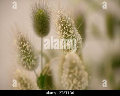 Ovale Blume von Lagurus ovatus oder Bunnytail Pflanze Stockfoto