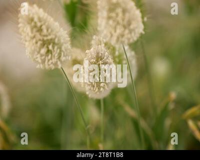 Flauschige Blüten des Lagurus ovatus am Meeresufer von morbihan Stockfoto