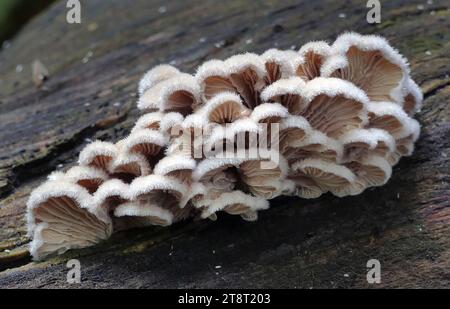 Schizophyllum commune (Split gill), Schizophyllum commune ist eine Pilzart der Gattung Schizophyllum. Der Pilz ähnelt welligen Wellen von dicht gepackten Korallen oder losen chinesischen Fächern. „Gillies“ oder „Split Kiemen“ variieren von cremegelb bis blassweiß. Die Kappe ist klein, 1-4,5 cm breit und hat eine dichte, aber schwammige Körperstruktur Stockfoto