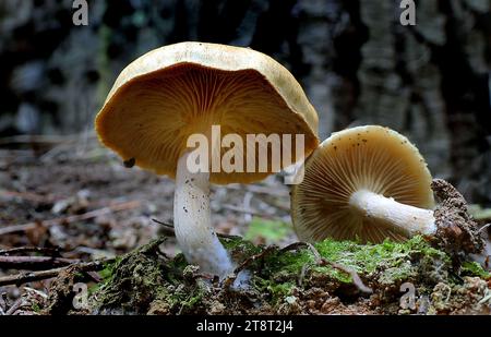 Gymnopilus eucalyptorum, Gymnopilus eucalyptorum ist eine Pilzart aus der Familie der Cortinariaceae Stockfoto