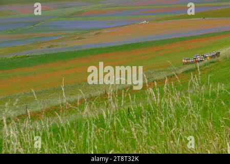 Die Blüte der Linsen 2016 Castelluccio di Norcia im Sibillini-Park Stockfoto