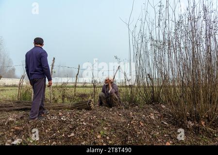 Ganderbal, Indien. November 2023. Die Bauern arbeiten an ihrem Zweigfeld an einem kalten nebeligen Tag in Ganderbal. Kälte greift Kaschmir als Nebeldecke Tal und beeinträchtigt die Sicht in den verschiedenen Bereichen. Das Meteorologische Zentrum in Srinagar prognostiziert trockenes Wetter für Jammu und Kaschmir, aber isolierter Morgennebel könnte in der Kaschmir-Division bestehen bleiben. Quelle: SOPA Images Limited/Alamy Live News Stockfoto