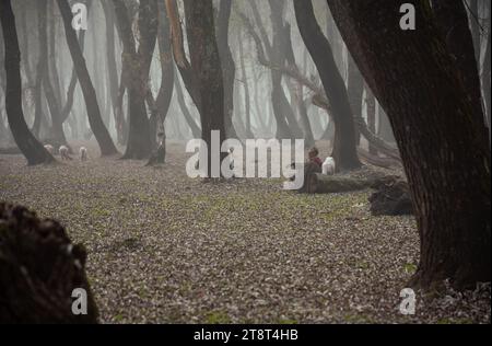 Ganderbal, Indien. November 2023. Ein Schäferhund kümmert sich um sein Vieh während eines kalten Nebeltages in Ganderbal. Kälte greift Kaschmir als Nebeldecke Tal und beeinträchtigt die Sicht in den verschiedenen Bereichen. Das Meteorologische Zentrum in Srinagar prognostiziert trockenes Wetter für Jammu und Kaschmir, aber isolierter Morgennebel könnte in der Kaschmir-Division bestehen bleiben. (Foto: Idrees Abbas/SOPA Images/SIPA USA) Credit: SIPA USA/Alamy Live News Stockfoto