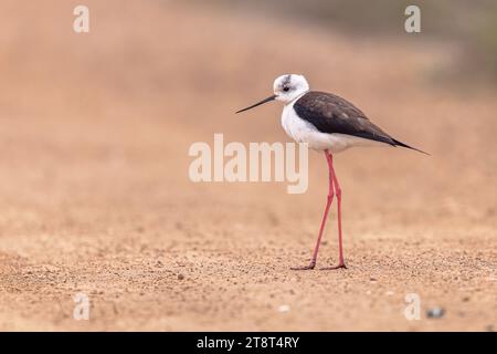 Schwarzflügelstiel (Himantopus himantopus) Vogelwaten am Strand während der Wanderung vor hellem Hintergrund bei Sonnenuntergang. Ebro Delta, Spanien. Wildtierart Stockfoto