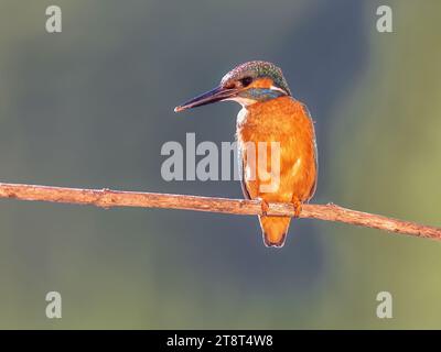 Gemeinsamen Europäischen Eisvogel (Alcedo atthis) auf einem Ast über dem Fluss und Jagd für Fische auf dem bunten Hintergrund thront. Diese sparrow - Vogel ist Stockfoto