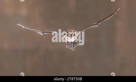 Die Fledermaus Natterer (Myotis nattereri) fliegt auf dem Dachboden der Kirche auf hellem Hintergrund. Sie findet sich auf einem Großteil des europäischen Kontinents, in Teilen des nahe E Stockfoto