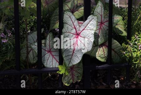 Caladium, Caladium ist eine Gattung von blühenden Pflanzen aus der Familie der Araceae. Sie sind oft unter dem gemeinsamen Namen Elefantenohr, Herz Jesu und Engelsflügel bekannt. Es gibt über 1000 benannte Sorten von Caladium bicolor aus der ursprünglichen südamerikanischen Pflanze Stockfoto
