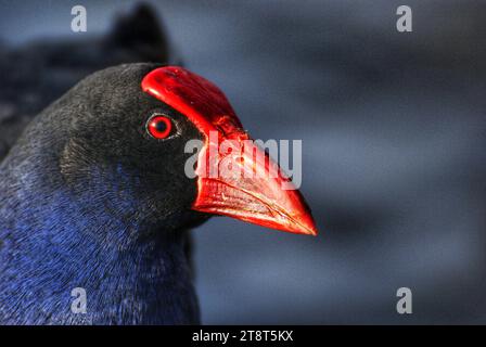 Pukeko.swamphen (Porphyrio melanotus), Pūkeko, ist der neuseeländische Name für den violetten Swamphen (Porphyrio porphyrio). Es gibt viele Unterarten von Purpurswamphen. Die in Neuseeland vorkommende Unterart Porphyrio porphyrio melanotus ist vermutlich vor etwa tausend Jahren aus Australien hier gelandet Stockfoto