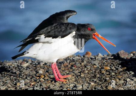 Der variable Austernfänger (Haematopus unicolor) ist eine Watart aus der Familie der Haematopodidae. Sie ist in Neuseeland endemisch. Der Name der Maori ist torea-pango. Sie werden auch als „rote Scheine“ bezeichnet Stockfoto