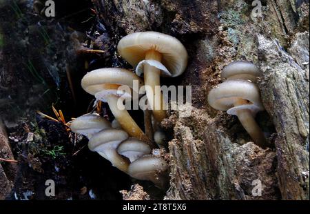 Armillaria novaezealandae, Armillaria novae-zelandiae ist eine Pilzart aus der Familie der Physalacriaceae. Diese Pflanzenpathogenart ist eine von drei Armillaria-Arten, die in Neuseeland identifiziert wurden Stockfoto