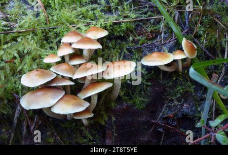 Hypholoma acutum (Hypholoma fasciculare), auch bekannt als Schwefelbüschel oder Sammelholzliebhaber, ist ein gewöhnlicher Waldpilz, der oft als Anzeichen dafür bekannt ist, dass kaum andere Pilze zu finden sind. Dieser saprotrophe kleine Kiemenpilz wächst in großen Klumpen auf Baumstümpfen, toten Wurzeln oder verrottenden Stämmen von Laubbäumen fruchtbar Stockfoto