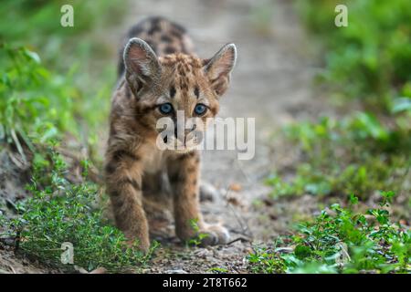 Portrait Baby Puma, Berglöwen oder puma in der Natur. Tier im natürlichen Lebensraum. Tierwelt Stockfoto