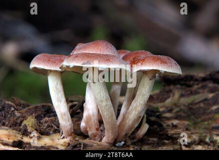 Cortinariaceae sp., die Cortinariaceae sind eine große Familie von Kiemenpilzen, die weltweit zu finden sind und über 2100 Arten umfasst. Die Familie hat ihren Namen von ihrer größten Gattung, der vielfältigen Art der Gattung Cortinarius. Viele Gattungen, die früher in den Cortinariaceae enthalten waren, wurden in verschiedenen anderen Familien, darunter Hymenogastraceae, Inocybaceae und Bolbitiaceae, platziert Stockfoto