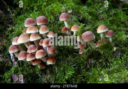 Hypholoma acutum, Hypholoma ist eine Gattung von Pilzen, die aufgrund der Gemeinsamkeit von Schwefelbüscheln (Hypholoma fasciculare) auf Baumstümpfen in gemäßigten Wäldern ziemlich bekannt sind. Arten dieser Gattung sind leicht zu erkennen, da die dunklen Sporen einen ausgeprägten grünlichen Effekt auf der gelben Kappenunterseite erzeugen. Hypholom bedeutet „Pilze mit Fäden“ aufgrund des fadenartigen Schleiers, der die Kappe in jungen Jahren mit dem Stiel verbindet, und für die Rhizomorpensbündel, die von der Stängelbasis nach außen strahlen Stockfoto