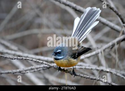 Fantail (Rhipidura fuliginosa), Neuseelandvogel Stockfoto