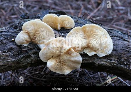 Crepidotus sp, Crepidotus allgemein bekannt als Ausweichagarie, ist eine Pilzart aus der Familie der Crepidotaceae. Er ist wie andere Crepidotus-Arten auf Holz saprobisch, kann aber auch krautige Waldstreu zersetzen. Die Art zeichnet sich durch große, punktierte Sporen und den weißen, behaarten Pileus aus Stockfoto