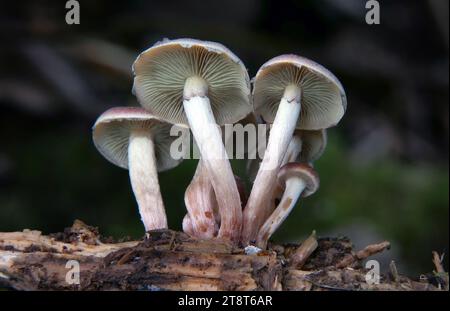 Cortinariaceae sp., Cortinarius ist eine weltweit verbreitete Pilzgattung der Familie Cortinariaceae. Es wird vermutet, dass es sich um die größte Agargattung mit über 2.000 weit verbreiteten Arten handelt. Ein gemeinsames Merkmal bei allen Arten der Gattung Cortinarius ist, dass junge Exemplare einen cortina (Schleier) zwischen der Kappe und dem Stiel haben, daher der Name, was „Vorhang“ bedeutet Stockfoto