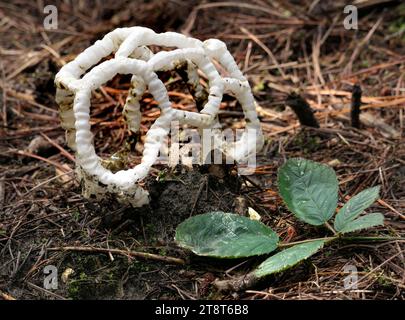 Korbpilz, Ileodictyon cibarium, ist eine saprobische Pilzart aus der Familie der Phallaceae. Sie kommt in Australien vor Stockfoto