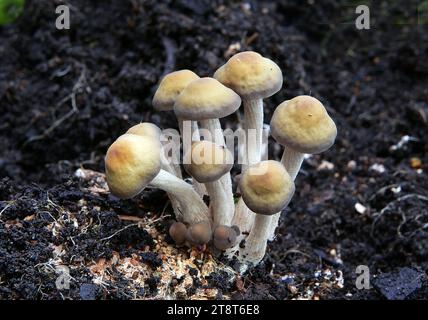 Cortinariaceae sp., Cortinarius ist eine weltweit verbreitete Pilzgattung der Familie Cortinariaceae. Es wird vermutet, dass es sich um die größte Agargattung mit über 2.000 weit verbreiteten Arten handelt Stockfoto