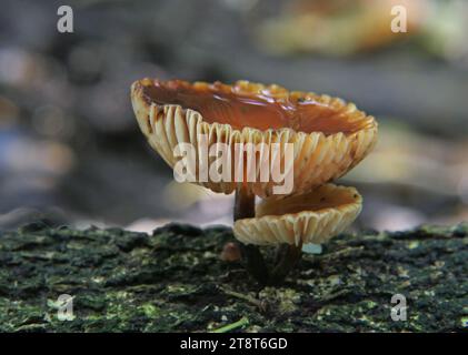 Cortinarius sp, Cortinarius ist eine weltweit verbreitete Pilzgattung der Familie Cortinariaceae. Es wird vermutet, dass es sich um die größte Agargattung mit über 2.000 weit verbreiteten Arten handelt Stockfoto