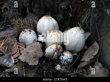 Shaggy Inkcaps, Coprinus comatus, die zottelige Tintenkappe, Anwaltsperücke oder zottelige Mähne, ist ein häufiger Pilz, der häufig auf Rasenflächen, Schotterstraßen und Abfallgebieten wächst. Die jungen Fruchtkörper erscheinen zunächst als weiße Zylinder aus dem Boden, dann öffnen sich die glockenförmigen Kappen Stockfoto