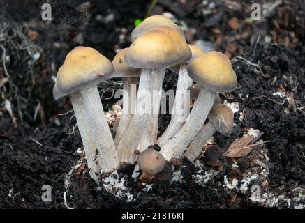 Cortinarius sp, Cortinarius ist eine weltweit verbreitete Pilzgattung der Familie Cortinariaceae. Es wird vermutet, dass es sich um die größte Agargattung mit über 2.000 weit verbreiteten Arten handelt Stockfoto