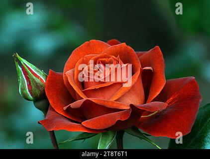 Heiße Schokolade. Rose, die ungewöhnlich bunteste Rose, die im letzten Jahrzehnt erschienen ist, Hot Cocoa ist eine harte Blumenstrauß-Rose, die alles hat. Die Blüten wachsen in duftenden Clustern, und jede Blüte ist groß, vollständig doppelt und gut geformt. Bei heißem Wetter heller und bei kühlem Wetter dunkler, die Blüten von Hot Cocoa wechseln sich immer und immer eine geheimnisvolle Mischung aus rauchigen Farben, die der Beschreibung trotzen. Nicht nur die schokoladenorange Farbe ist unglaublich ansprechend, sondern das Laub ist dunkelgrün und glänzend. Heißer Kakao ist auch krankheitsresistent und praktisch nicht von Schwarzflecken betroffen. Stockfoto