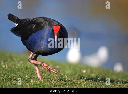 Pukeko. Sumpfhuhn NZ, der Pukeko oder New Zealand Sumpfhuhn ist ein Mitglied der Eisenbahnfamilie und ähnelt anderen Arten, die auf der ganzen Welt vorkommen. Er ist einer der wenigen einheimischen Vögel Neuseelands, die seit der Ankunft des Menschen gedeihen, und findet sich in fast jedem Grasland, besonders in sumpfigen Gebieten. Gruppen werden häufig auf der Suche nach Nahrungsmitteln in Straßenbereichen beobachtet Stockfoto