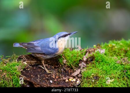 Nuthatch, Sitta europaea, auf einem moosbedeckten Baumstamm Stockfoto