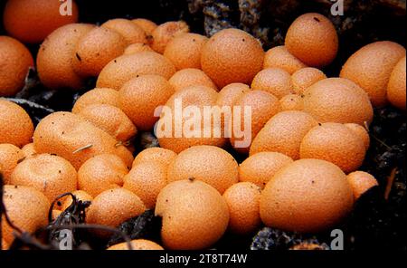 Lycogala-Epidendrum. (wolfsmilch,), Lycogala Epidendrum, allgemein bekannt als Wolfsmilch, groening's Slime ist eine kosmopolitische Art von plasmodischen Schleimschimmelpilzen, die oft mit einem Pilz verwechselt werden Stockfoto