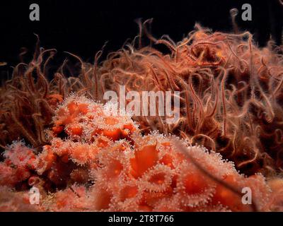 Monterey Aquarium. Anemonen sind eine Gruppe von Raubtieren der Ordnung Actiniaria. Sie sind nach der Anemone benannt, einer terrestrisch blühenden Pflanze, wegen der bunten Erscheinung vieler Stockfoto