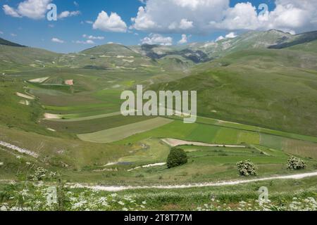 Die Blüte der Linsen 2016 Castelluccio di Norcia im Sibillini-Park Stockfoto