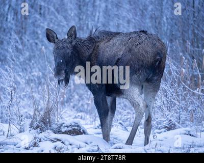 Porträt eines Elchs in einer Winterlandschaft Stockfoto