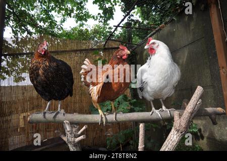 Paris, Frankreich. November 2023. Aktenbild vom 9. September 2015. Hühner in einem Garten in Rosny Sous Bois bei Paris. Die Gesundheitsbehörde empfiehlt, am 20. November 2023 keine „kontaminierten“ Eier aus Hühnerhäusern in Paris zu konsumieren. In Paris und in den Departements der inneren Vororte wurde eine generelle Kontamination von Böden und Eiern von im Inland gezüchteten Hühnern durch persistente organische Schadstoffe festgestellt. Foto: Christophe Geyres/ABACAPRESS.COM Credit: Abaca Press/Alamy Live News Stockfoto