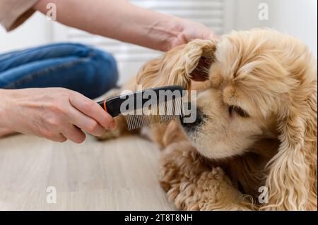 Eine junge Frau kämmt ihren reinrassigen Cocker Spaniel Hund. Nahaufnahme eines Kamms. Stockfoto