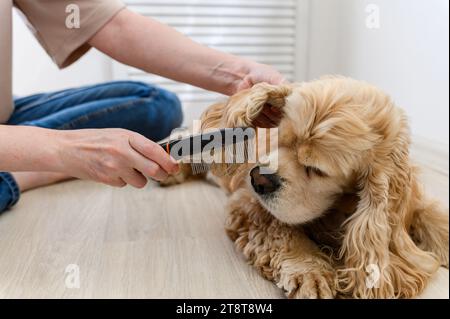 Eine junge Frau kämmt ihren reinrassigen Cocker Spaniel Hund. Nahaufnahme eines Kamms. Stockfoto