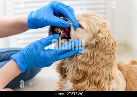 Der Tierarzt untersucht die Zähne eines Hundes in der Klinik. Frauenhände in blauen Handschuhen. Zähne mit Tatar. Nahaufnahme. Stockfoto