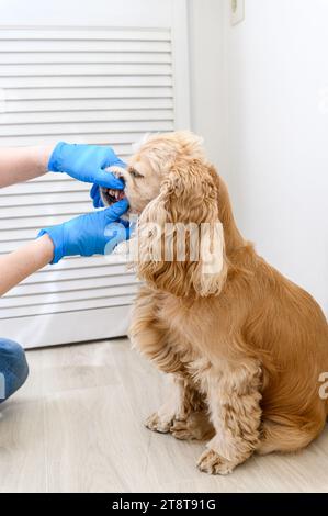 Der Tierarzt untersucht die Zähne eines Hundes in der Klinik. Frauenhände in blauen Handschuhen. Zähne mit Tatar. Nahaufnahme. Stockfoto