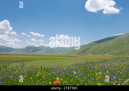 Die Blüte der Linsen 2016 Castelluccio di Norcia im Sibillini-Park Stockfoto