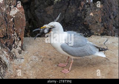 Eine große Schwarzkiefer-Möwe isst eine Razor Bill-Küken auf den Stufen der Landungsstege in North Harbour auf Skomer Island, Pembrokeshire, Wales Stockfoto