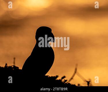 Die Silhouette eines Papageientauchers stand auf den Klippen vor dem Hintergrund des Sonnenuntergangs über Skomer Island, Pembrokeshire, Wales Stockfoto