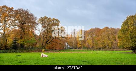 Einsame weiße Kuh liegt auf einer Wiese in der Nähe von Wald in Herbstfarben bei utrecht in den niederlanden Stockfoto