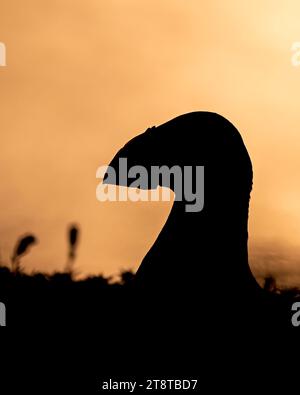 Die Silhouette eines Papageientauchers stand auf den Klippen vor dem Hintergrund des Sonnenuntergangs über Skomer Island, Pembrokeshire, Wales Stockfoto