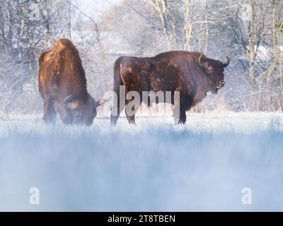 Zwei europäische Bisons in einer Winterlandschaft Stockfoto