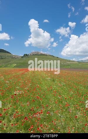 Die Blüte der Linsen 2016 Castelluccio di Norcia im Sibillini-Park Stockfoto