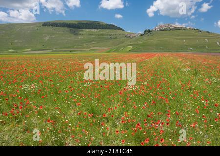 Die Blüte der Linsen 2016 Castelluccio di Norcia im Sibillini-Park Stockfoto