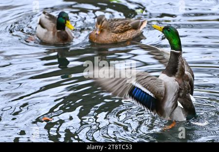 Eberswalde, Deutschland. November 2023. Eine Stocke und ein stockendrake schwimmen auf einem See, während ein drake mit seinen Flügeln flattert, um Aufmerksamkeit auf sich zu ziehen. Im November beginnt die Paarungszeit für die Stockenten, die hier den Winter verbringen. Sie können oft eine Ente sehen, die vorne schwimmt, mit den Drachen, die dahinter stehen. Quelle: Patrick Pleul/dpa/Alamy Live News Stockfoto