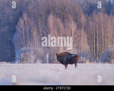 Europäischer Bison, der während des Sonnenaufgangs in einer Winterlandschaft steht Stockfoto