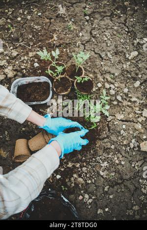 Frau Hände in blauen Handschuhen, die im Garten arbeiten und frische grüne Tomaten Pflanzen Stockfoto