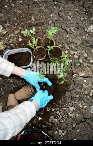 Frau Hände in blauen Handschuhen, die im Garten arbeiten und frische grüne Tomaten Pflanzen Stockfoto